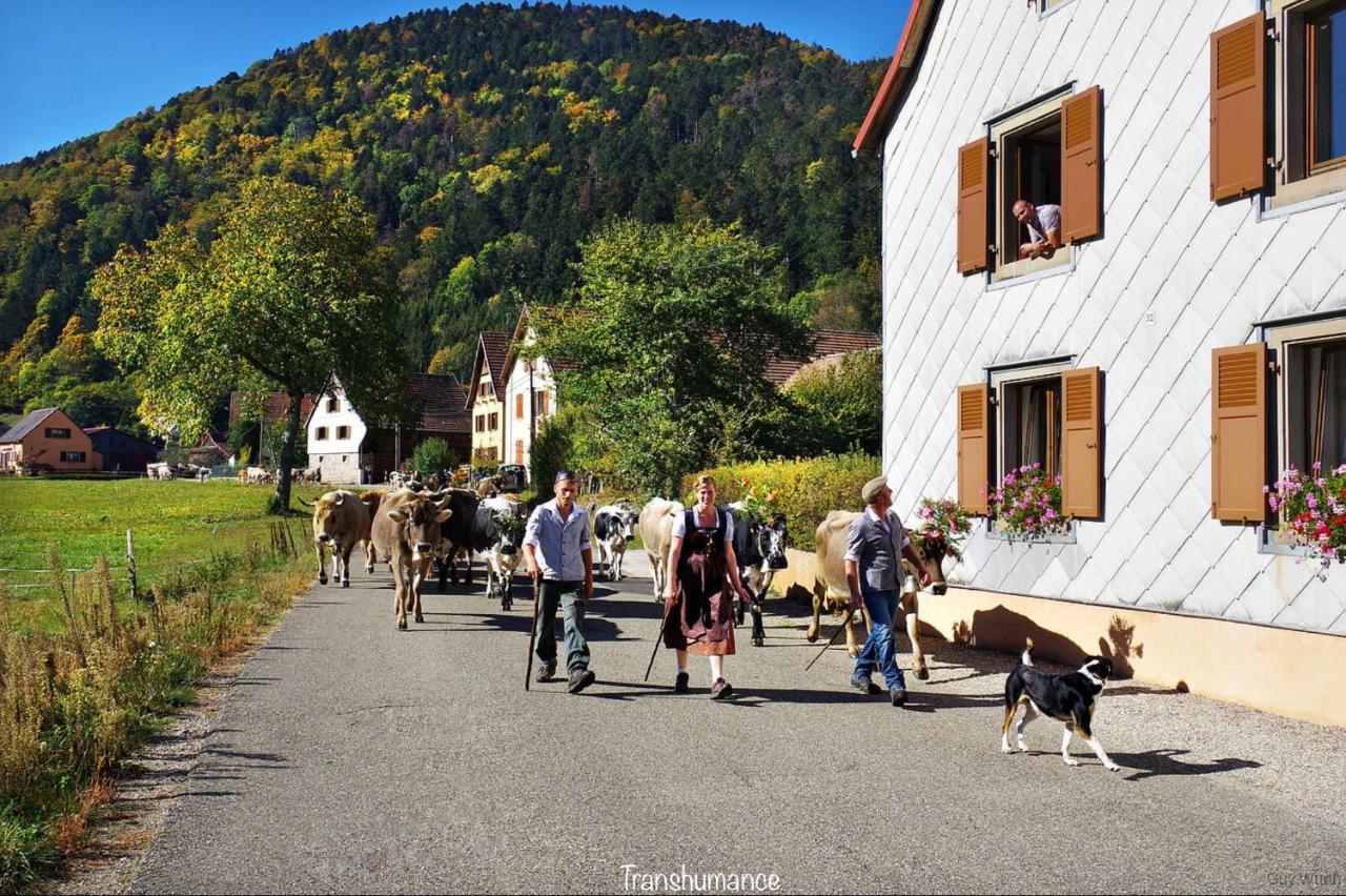 Chalet Du Silberrain Pres De Colmar - Cheminee, Sauna, Piscine Partagee Osenbach Экстерьер фото